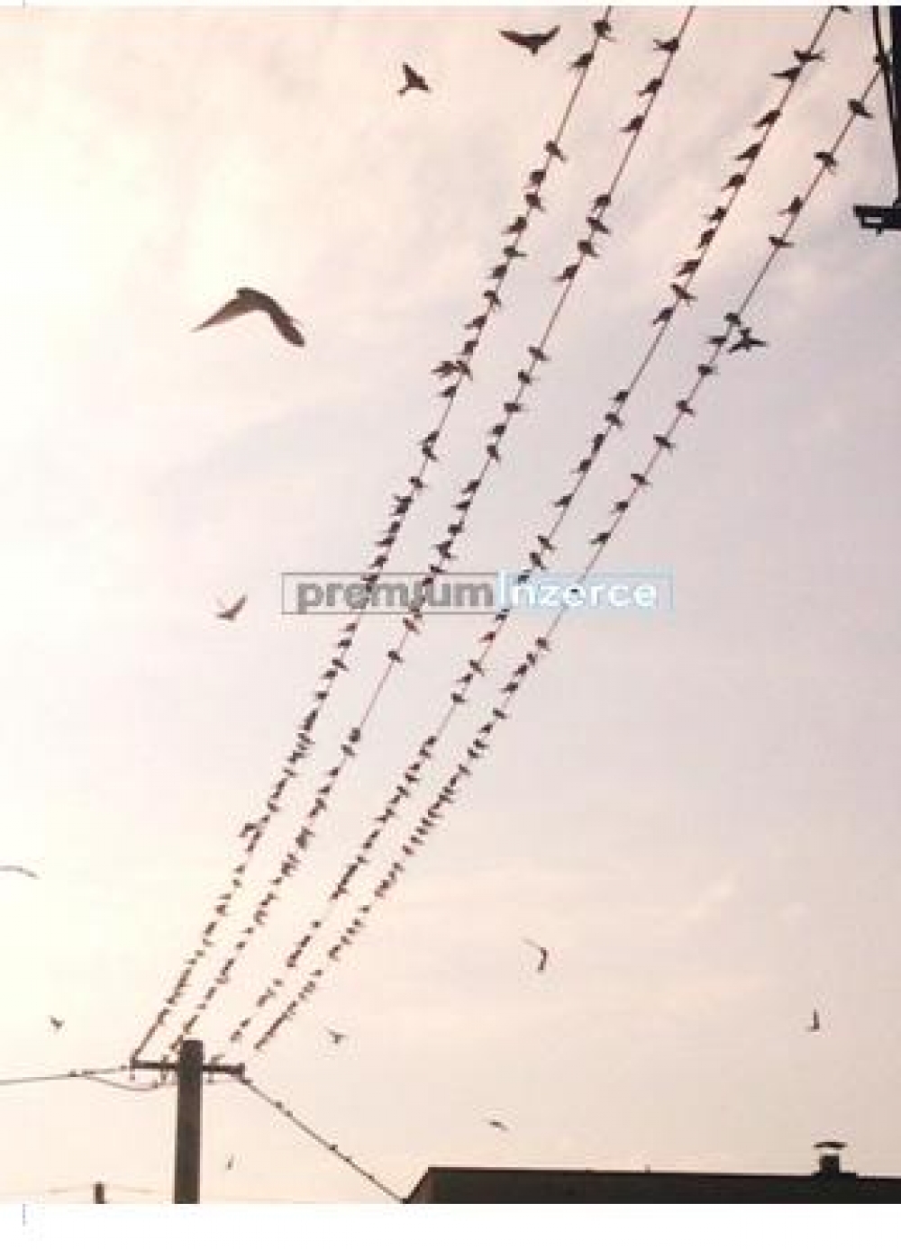 Obrázek na prodej, fotogrefie na prodej