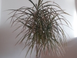 Dracaena marginata - výška rostliny 120 -150 cm