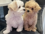 Maltipoo štěňata
